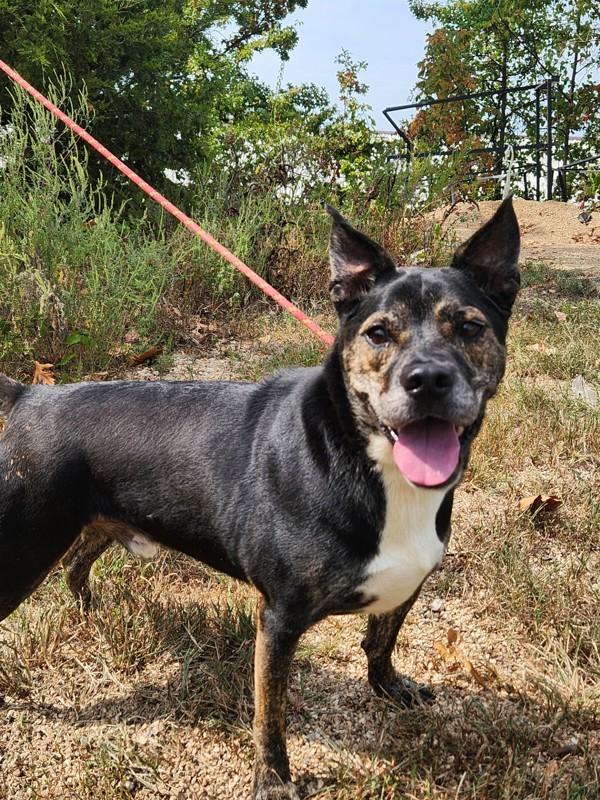 Enlarge Tobias, a Adoptable mixed breed in Osage Beach, MO image 5/6