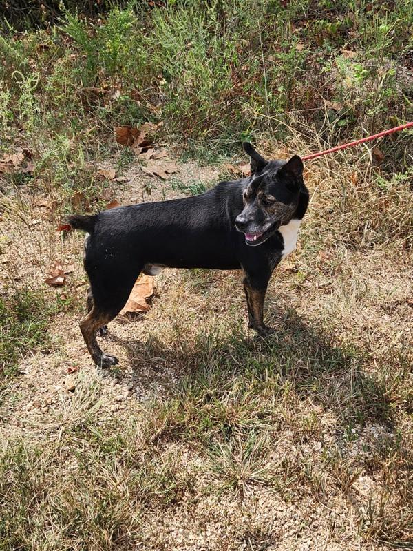 Enlarge Tobias, a Adoptable mixed breed in Osage Beach, MO image 6/6