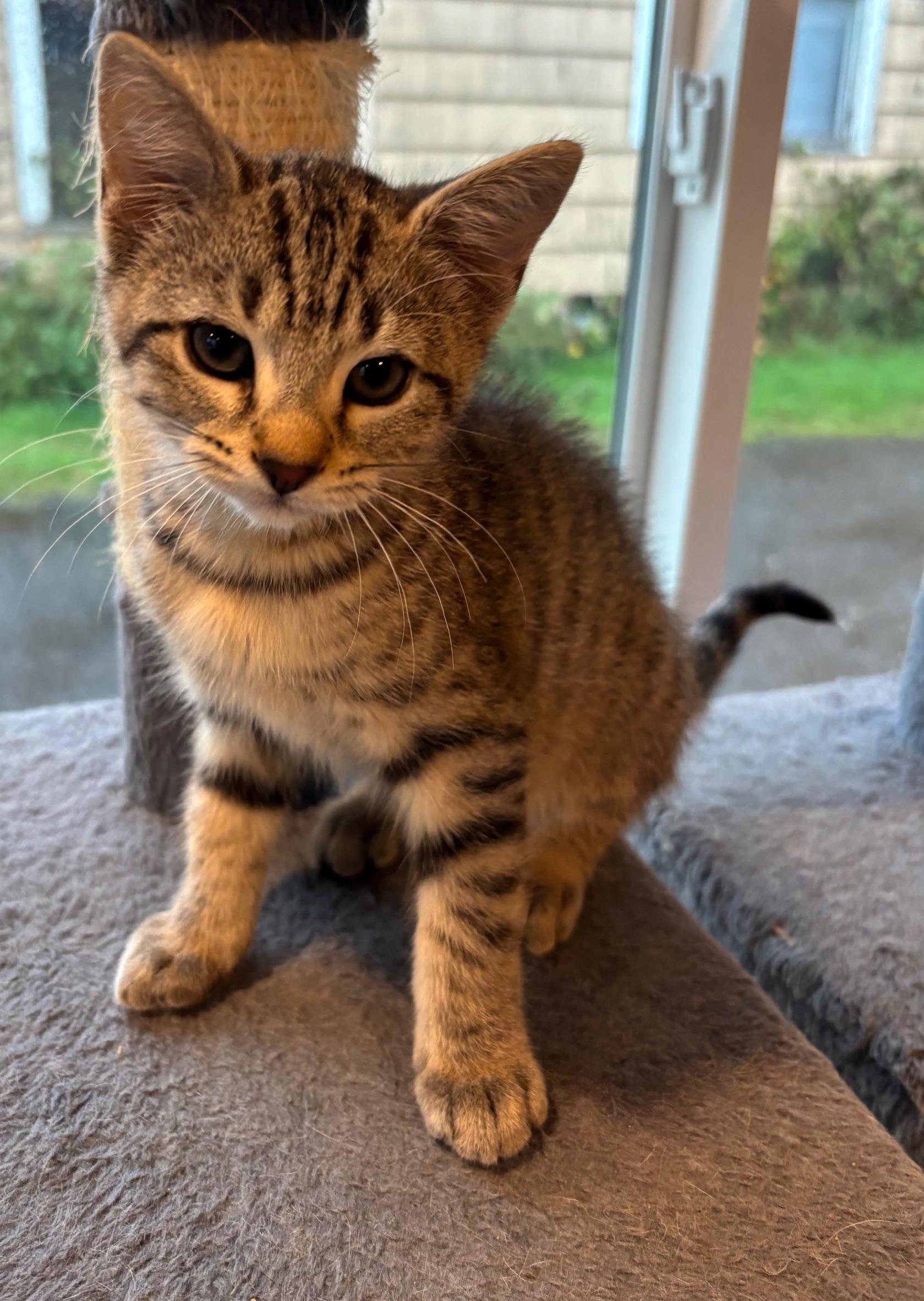 Windy, Adoptable, Young Female Tabby.