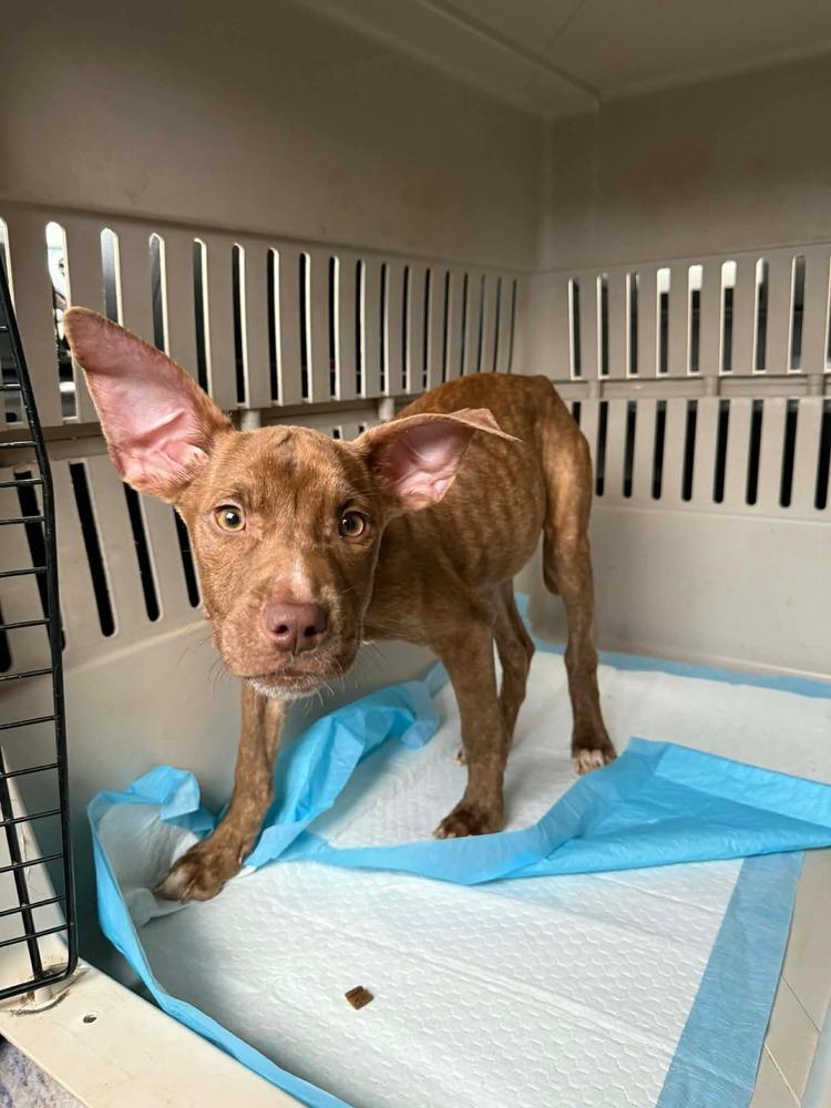 Enlarge Evie, a Adoptable mixed breed in WARNER ROBINS, GA image 1/4