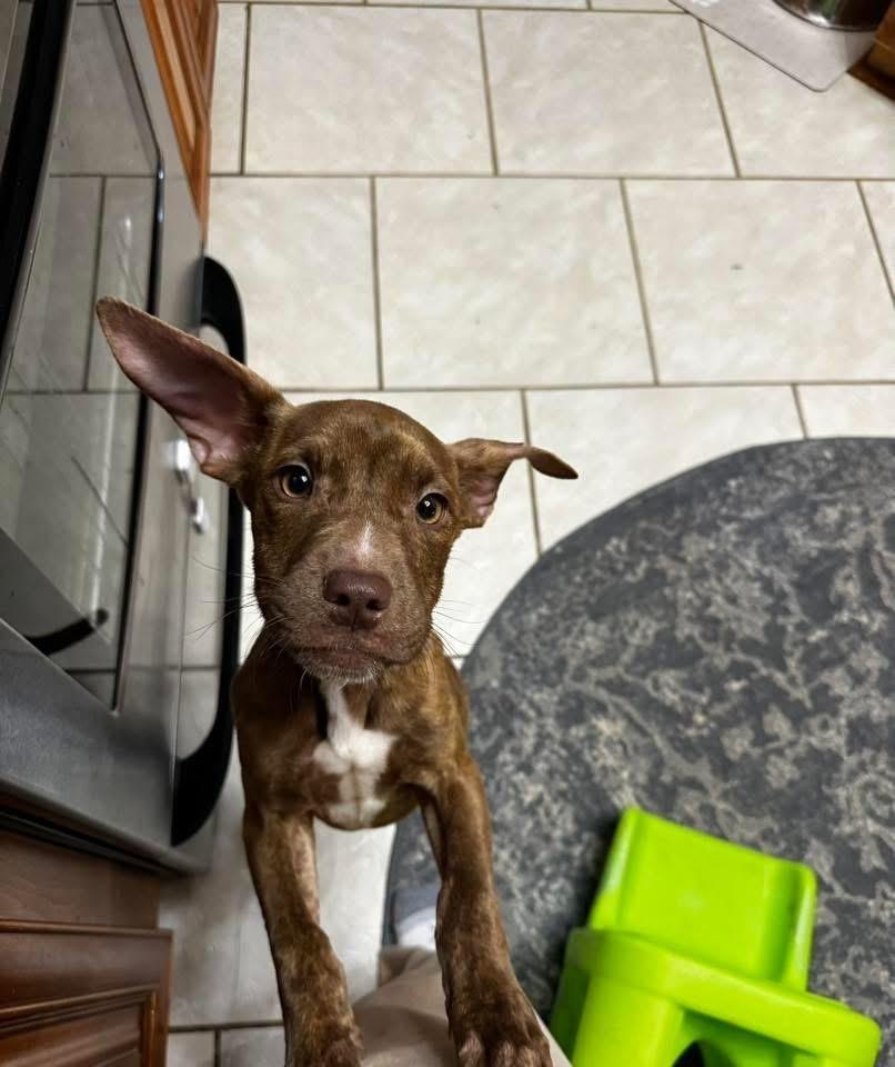 Enlarge Evie, a Adoptable mixed breed in WARNER ROBINS, GA image 4/4