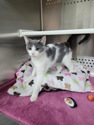 Ramen, Adoptable, Adult Female Domestic Short Hair & Domestic Short Hair.