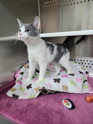 Enlarge Ramen, a Adoptable mixed breed in Fergus Falls, MN image 3/3