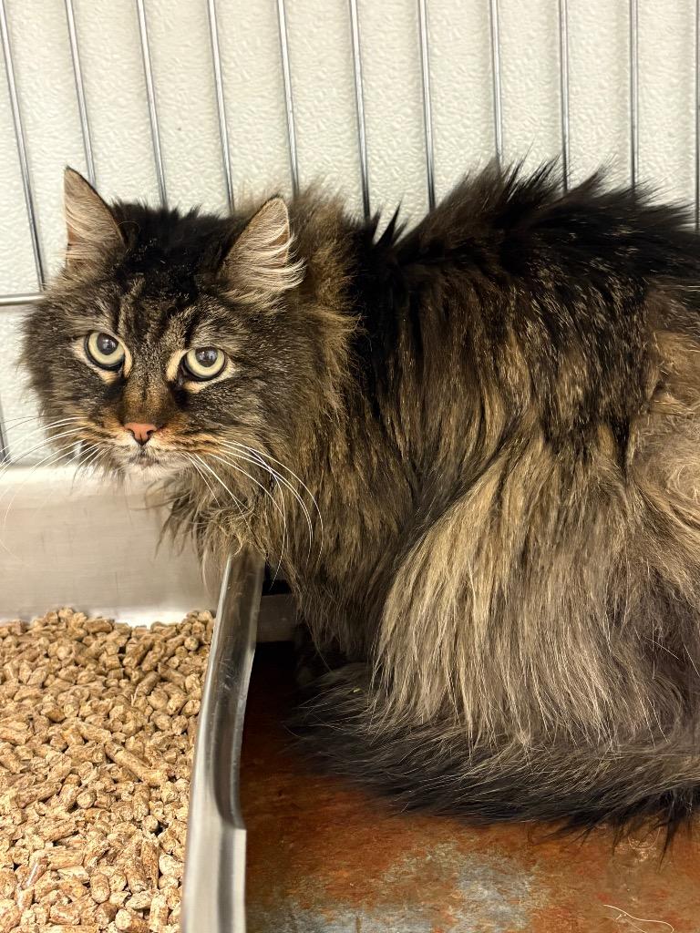 Enlarge Bourbon, a Adoptable mixed breed in Rock Springs, WY image 1/1