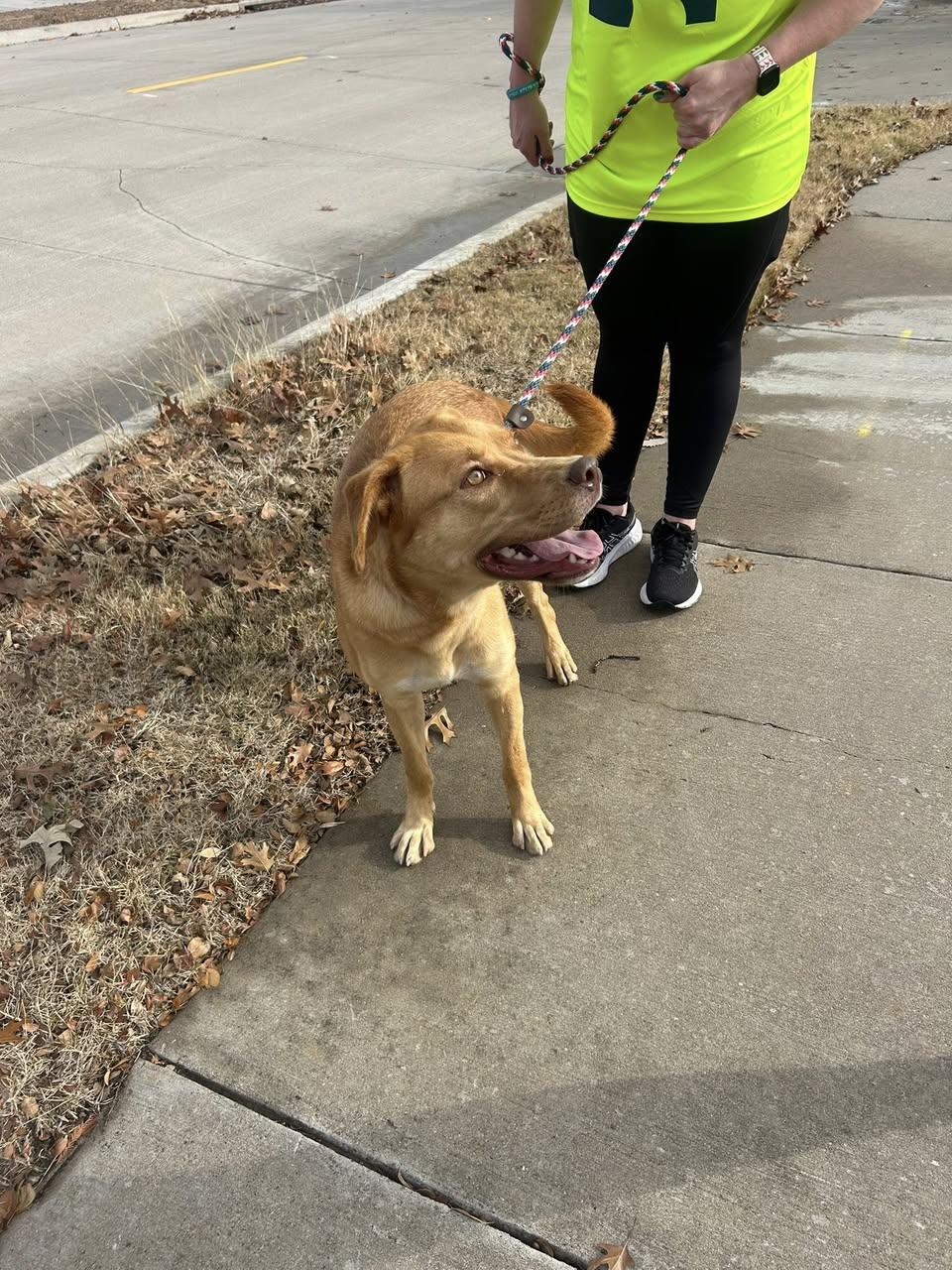 River, Adoptable, Young Female Labrador Retriever.