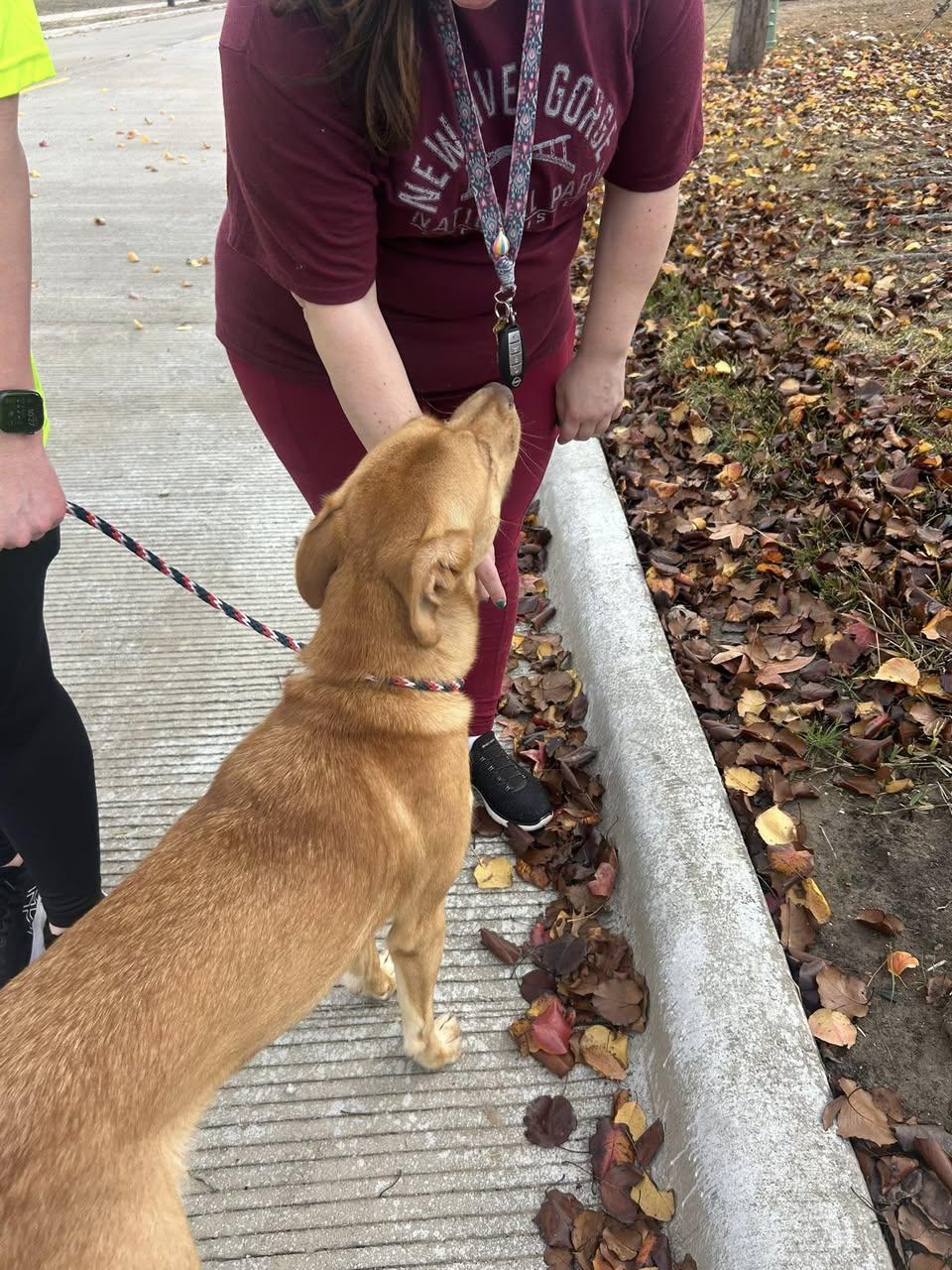 Enlarge River, a Adoptable Labrador Retriever in Rowlett, TX image 2/3