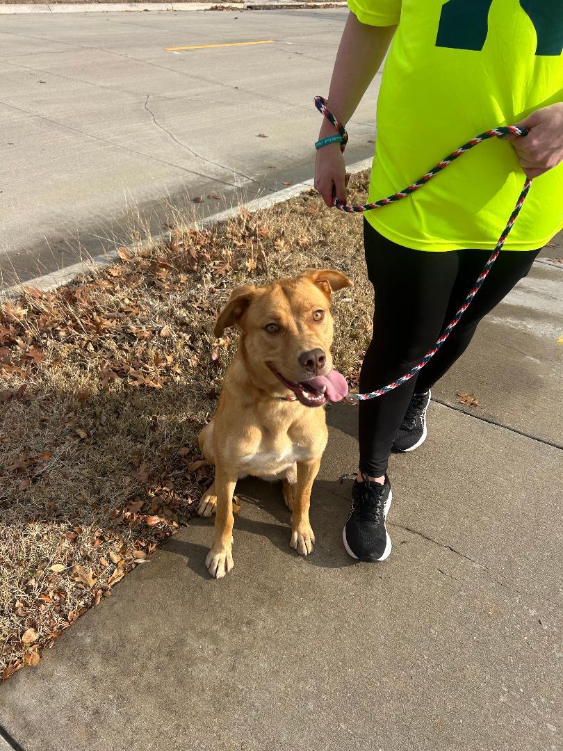 Enlarge River, a Adoptable Labrador Retriever in Rowlett, TX image 3/3