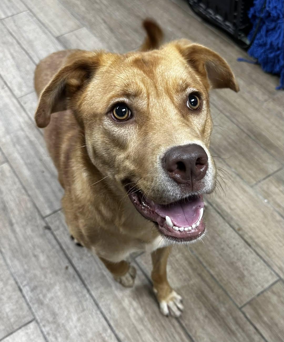 Enlarge River, a Adoptable Labrador Retriever in Rowlett, TX image 3/3