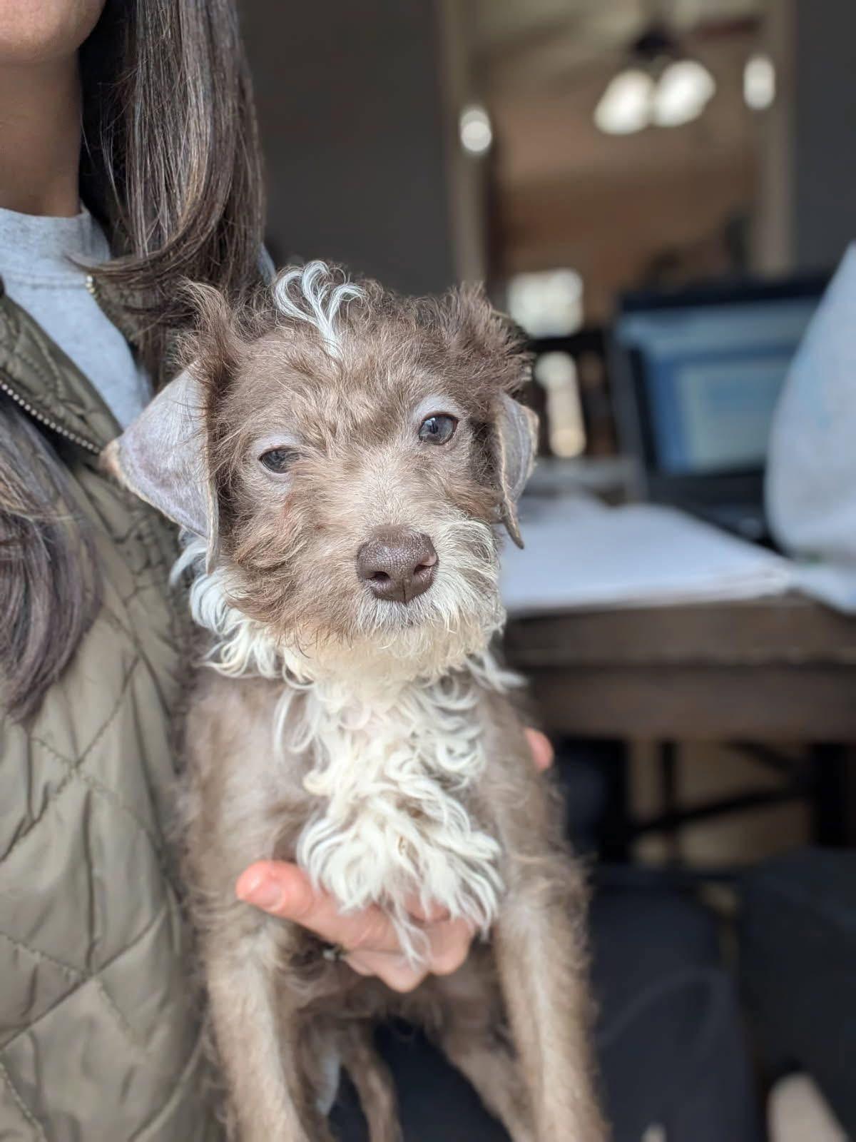 Enlarge Scraggles, a ADOPTABLE Labradoodle in Anniston, AL image 1/1