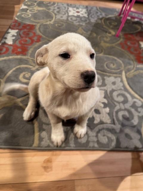 Enlarge Sugar, a ADOPTABLE mixed breed in Copper Hill, VA image 2/3