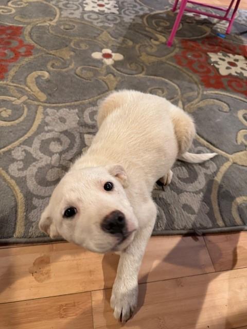 Enlarge Sugar, a ADOPTABLE mixed breed in Copper Hill, VA image 1/3