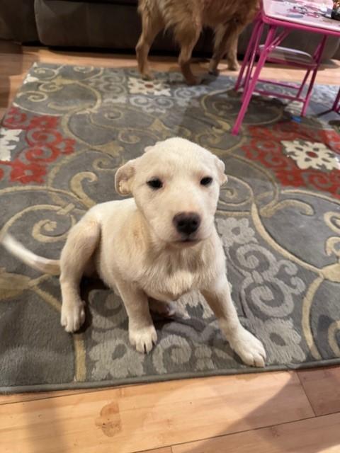 Enlarge Sugar, a ADOPTABLE mixed breed in Copper Hill, VA image 3/3