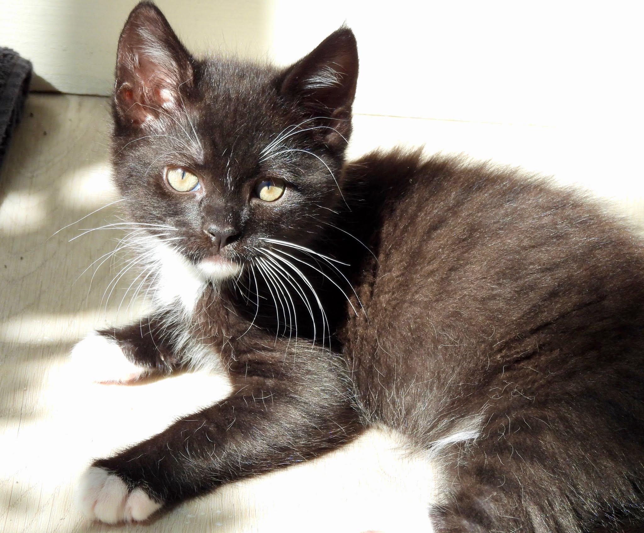 Enlarge Squeak, a ADOPTABLE Domestic Short Hair in Rocklin, CA image 1/4