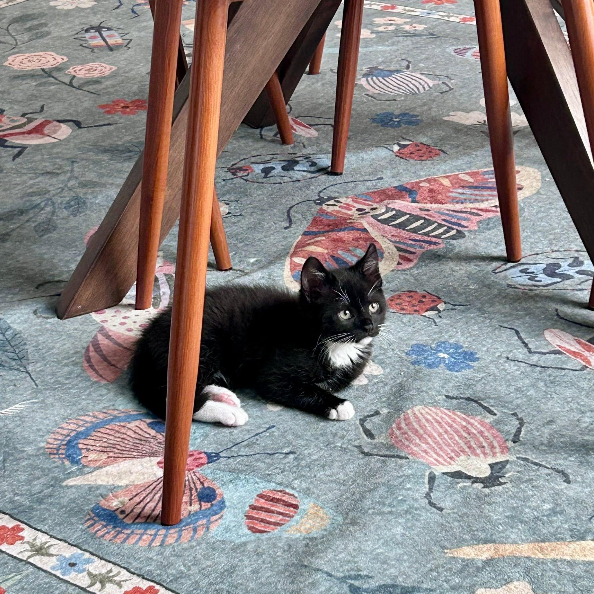 Enlarge Squeak, a ADOPTABLE Domestic Short Hair in Rocklin, CA image 2/4
