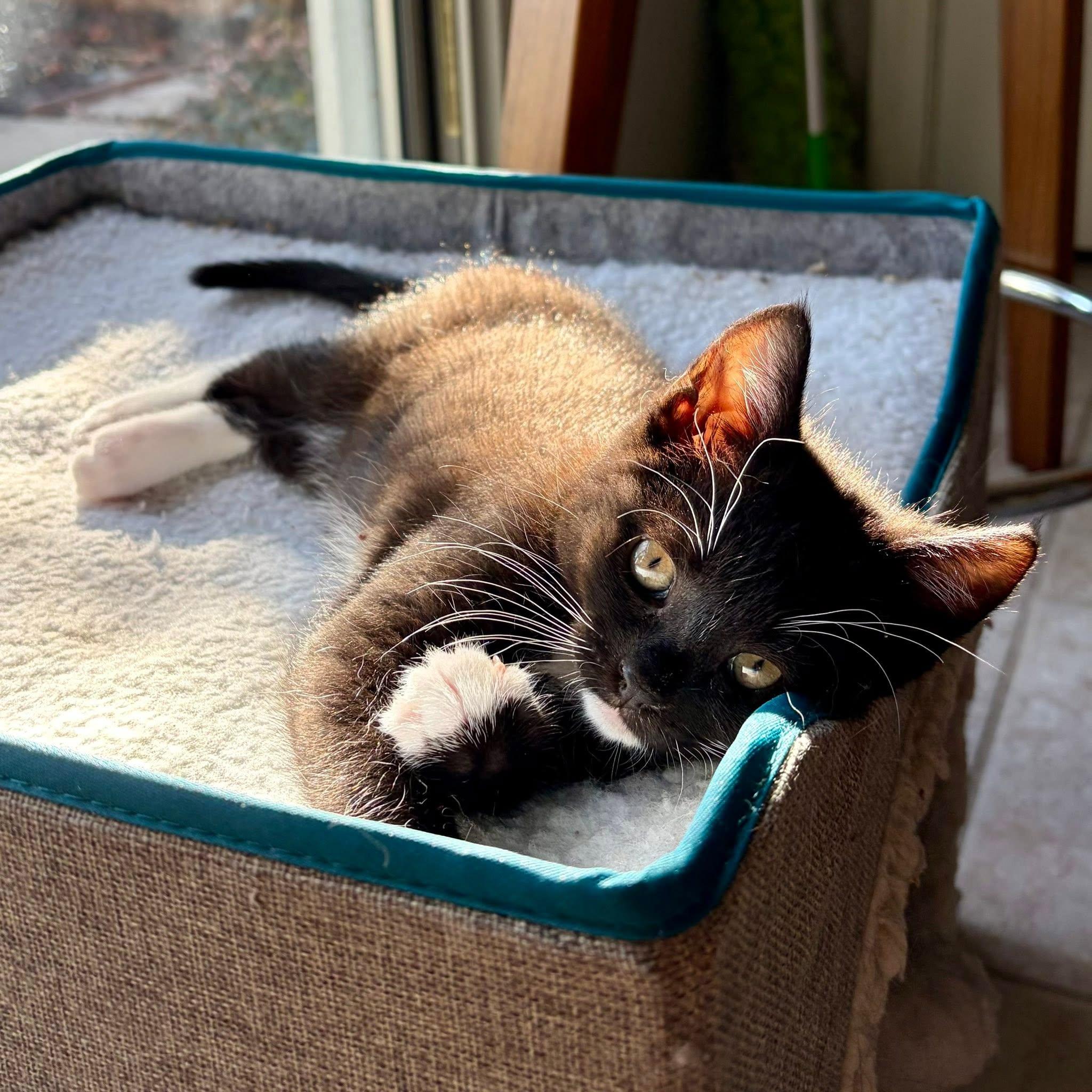 Enlarge Squeak, a ADOPTABLE Domestic Short Hair in Rocklin, CA image 3/4