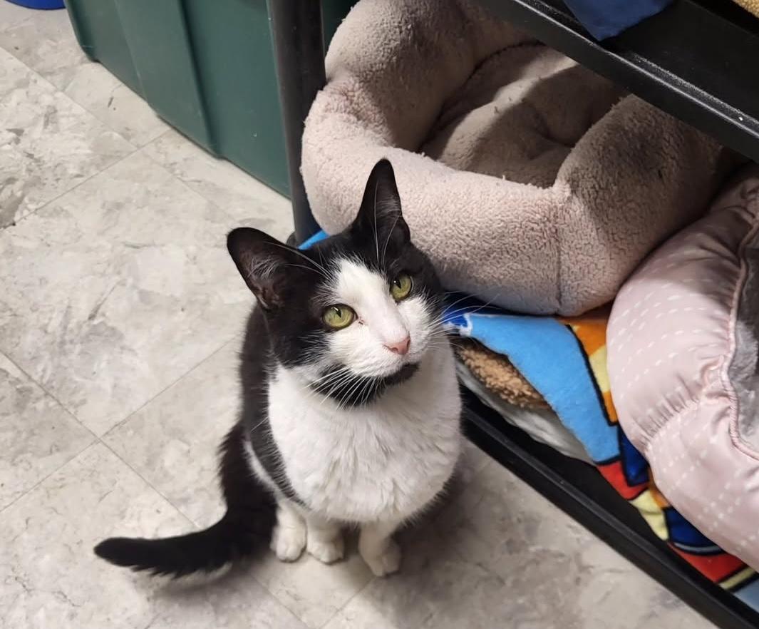 Bourdain, a Adoptable mixed breed in Maple Ridge, BC image 4/6