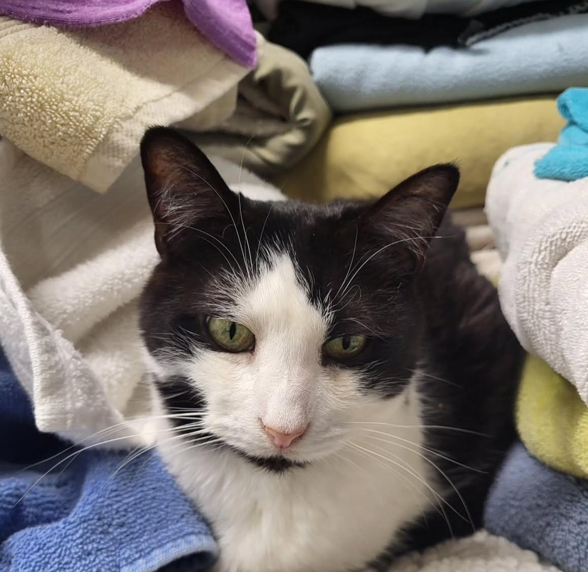 Bourdain, a Adoptable mixed breed in Maple Ridge, BC image 3/6