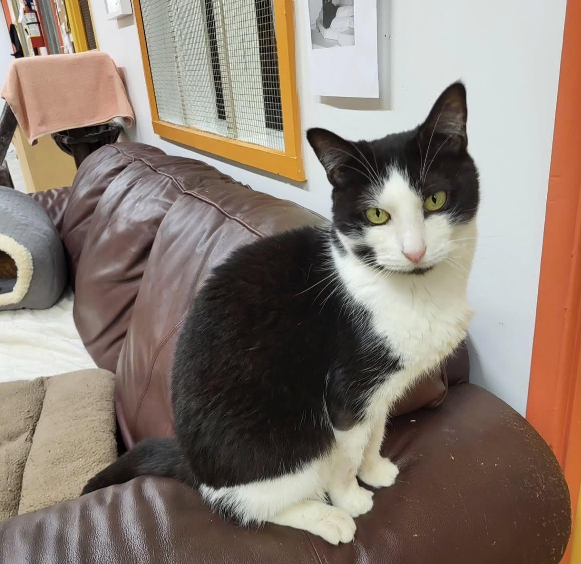 Bourdain, a Adoptable mixed breed in Maple Ridge, BC image 6/6