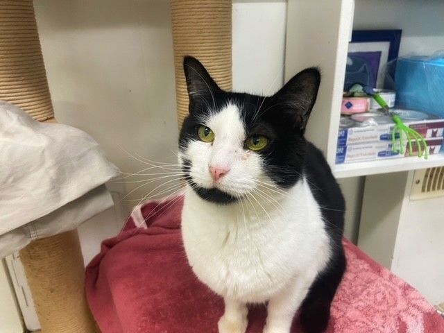 Bourdain, a Adoptable mixed breed in Maple Ridge, BC image 2/6