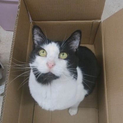 Bourdain, a Adoptable mixed breed in Maple Ridge, BC image 5/6