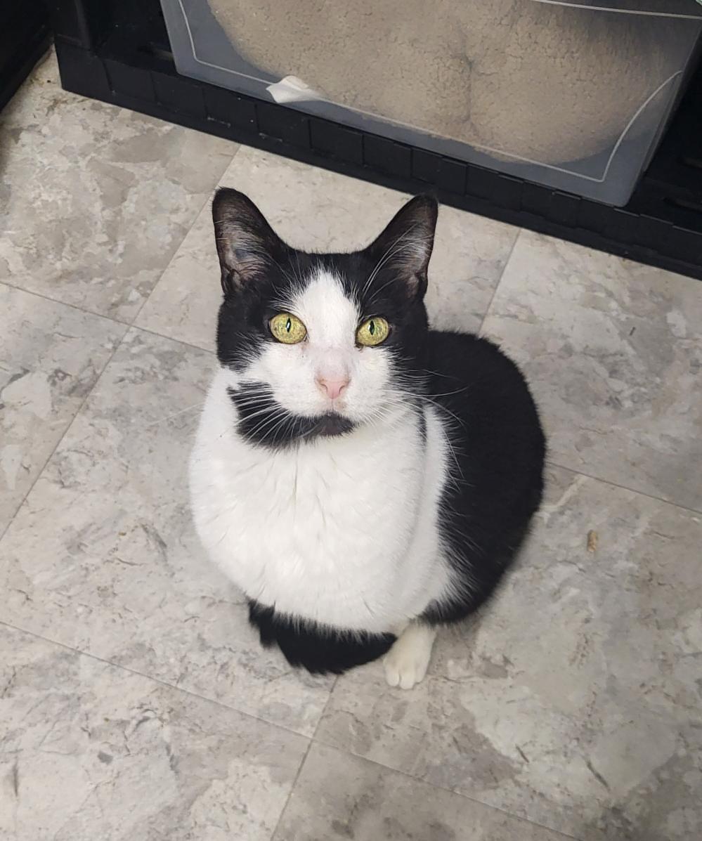 Bourdain, a Adoptable mixed breed in Maple Ridge, BC image 1/6