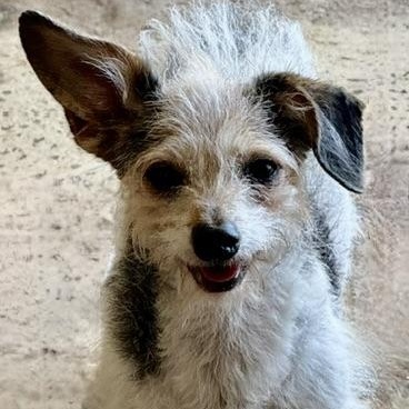 JACKSON BROWNE, Adoptable, Adult Male Poodle & Terrier.
