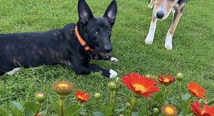 Angel, a Adoptable mixed breed in Unionville, CT image 1/2