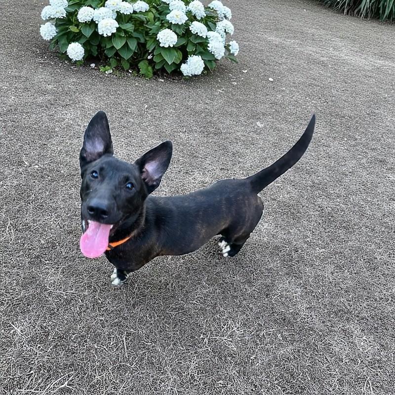 Angel, a Adoptable mixed breed in Unionville, CT image 2/2