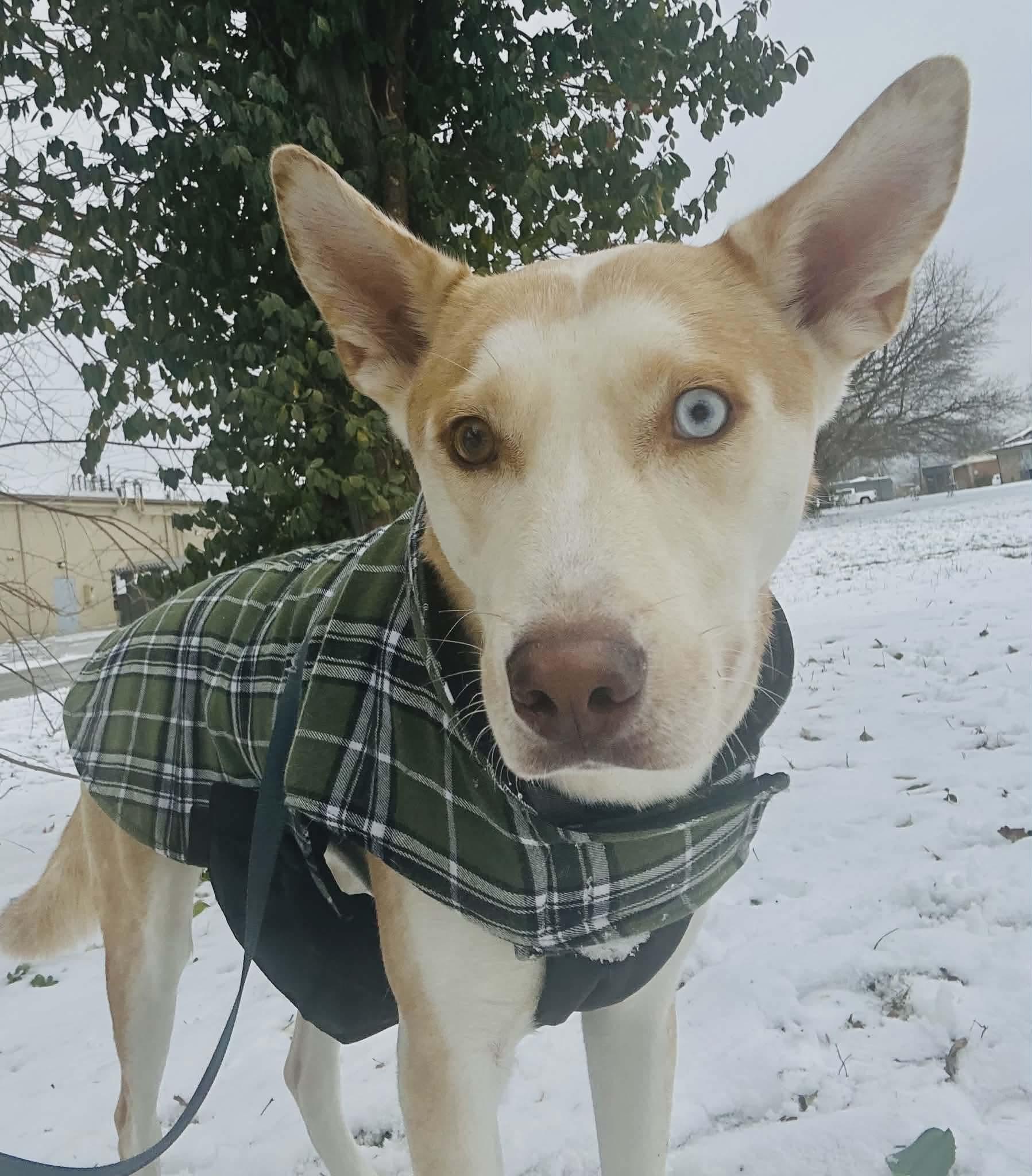 Enlarge Chance, a Adoptable mixed breed in Westwood, NJ image 3/6