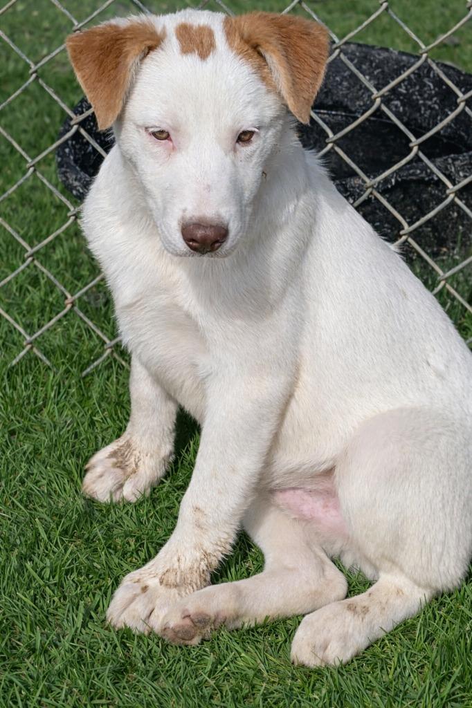 LG- JP, a Adoptable mixed breed in Seven Points, TX image 1/2