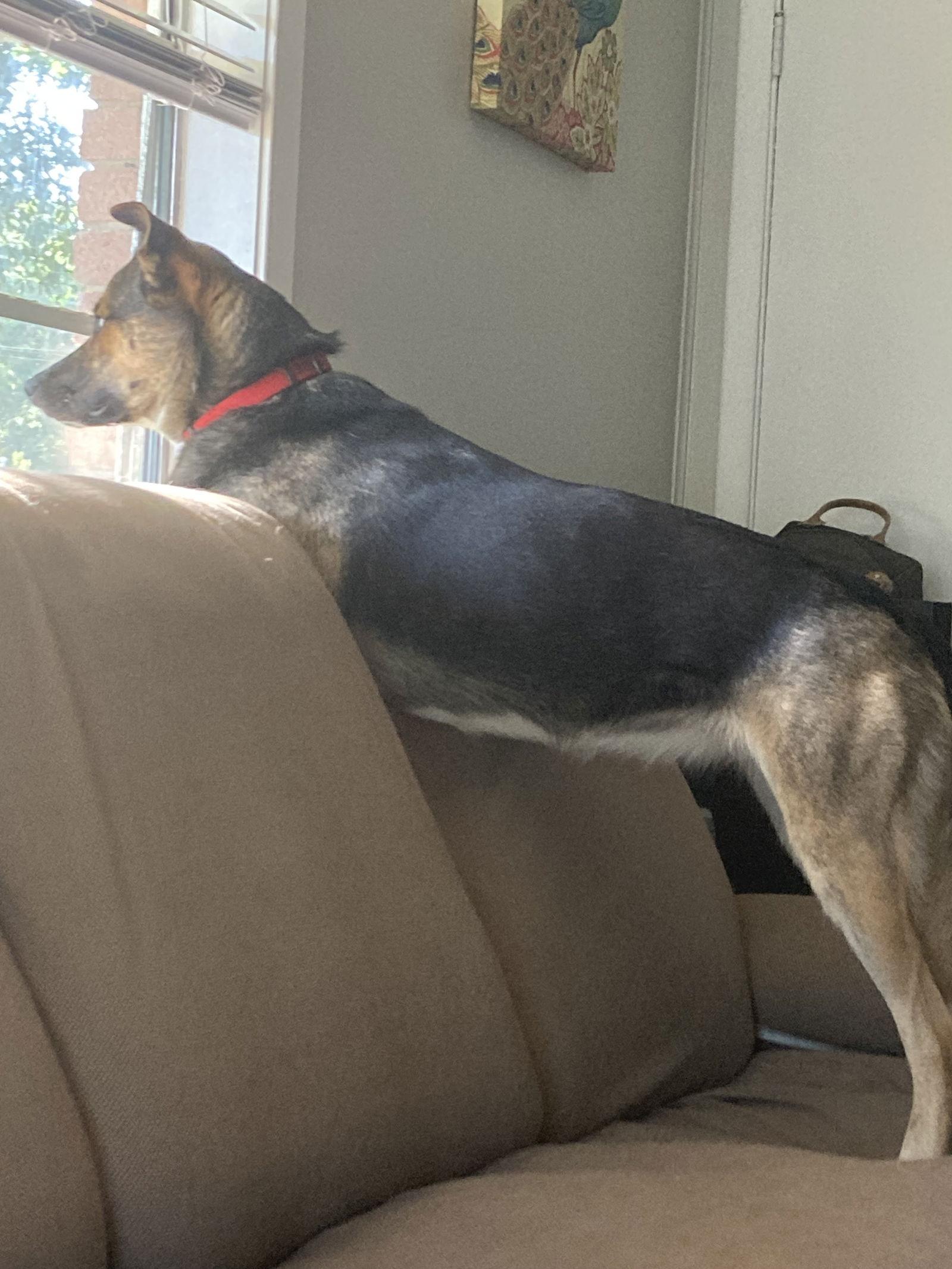 Ziggy, a Adoptable mixed breed in Gulfport, MS image 1/3