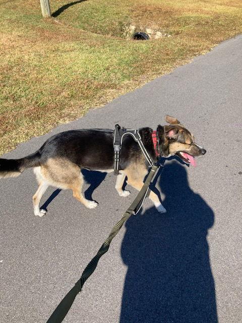 Ziggy, a Adoptable mixed breed in Gulfport, MS image 2/3