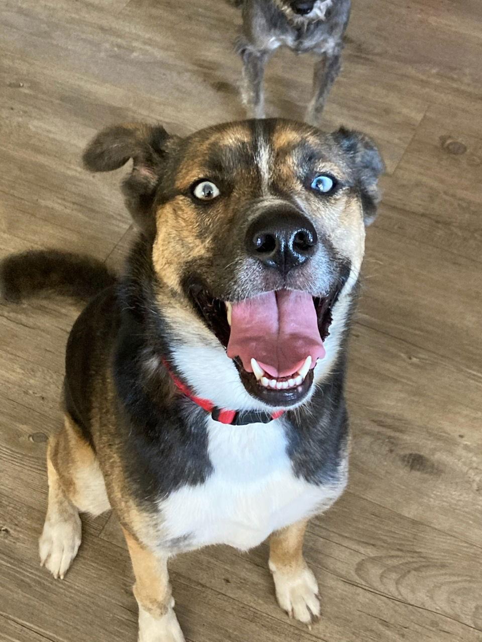 Ziggy, a Adoptable mixed breed in Gulfport, MS image 3/3