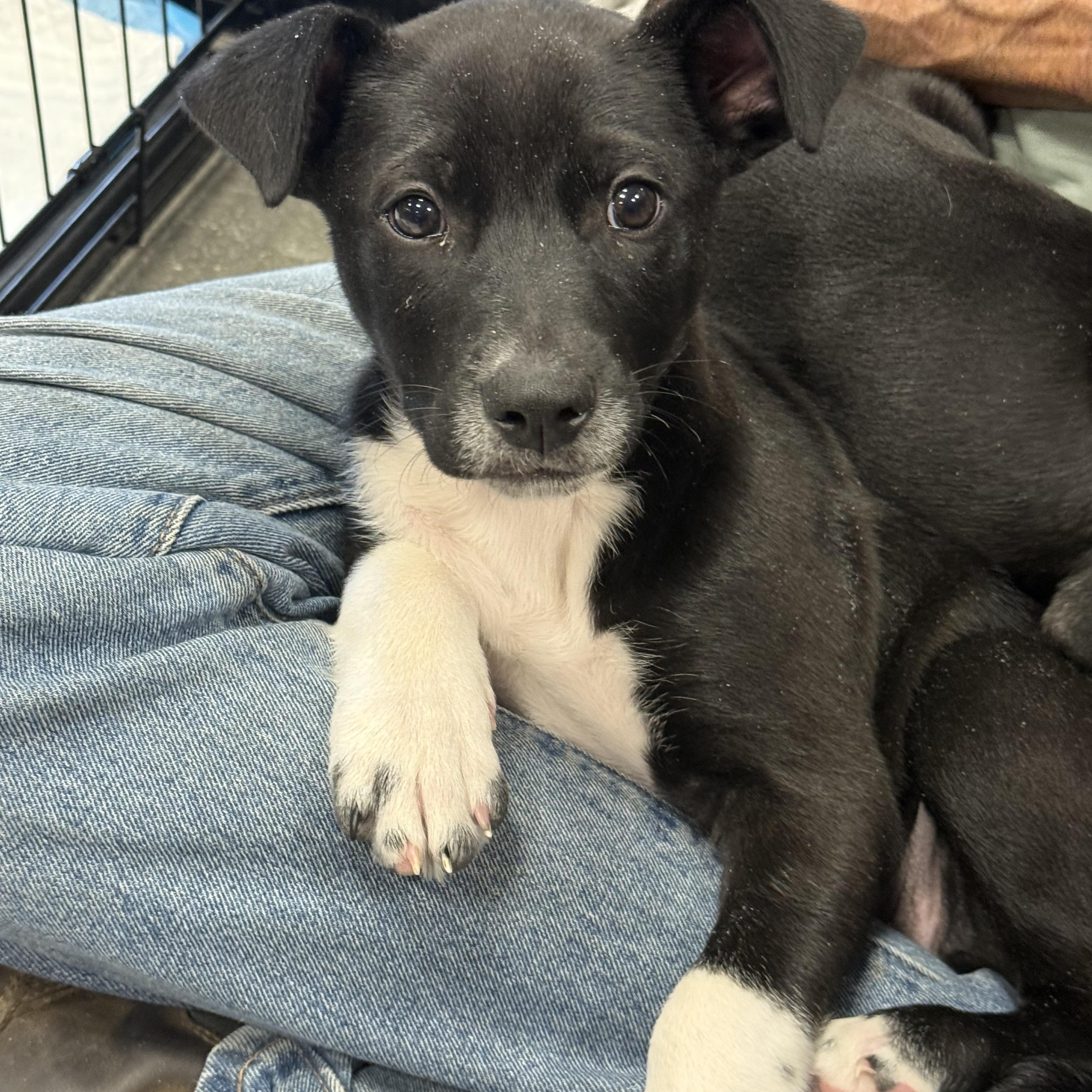 Enlarge Phoebe, a Adoptable mixed breed in Littleton, CO image 1/3