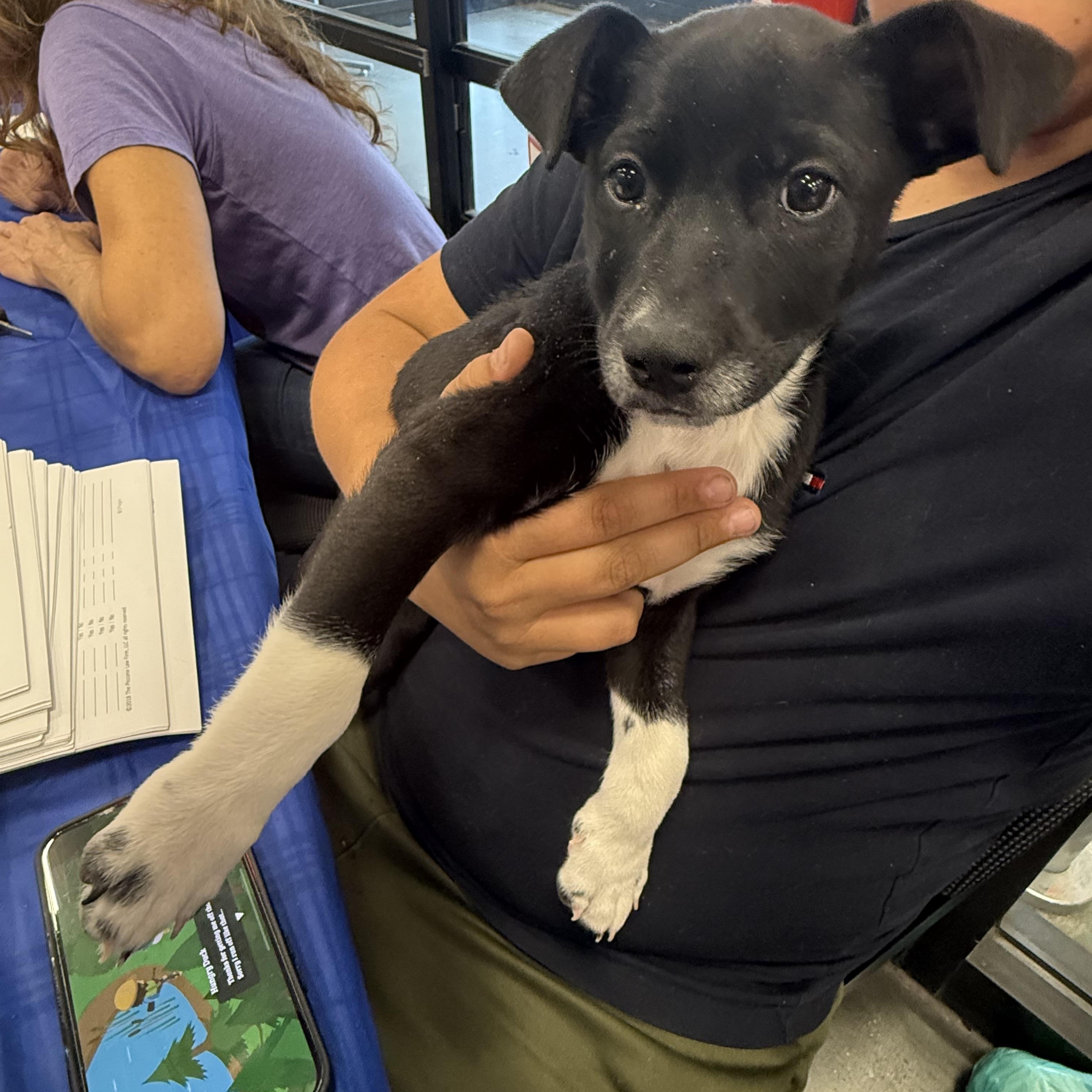 Enlarge Phoebe, a Adoptable mixed breed in Littleton, CO image 2/3