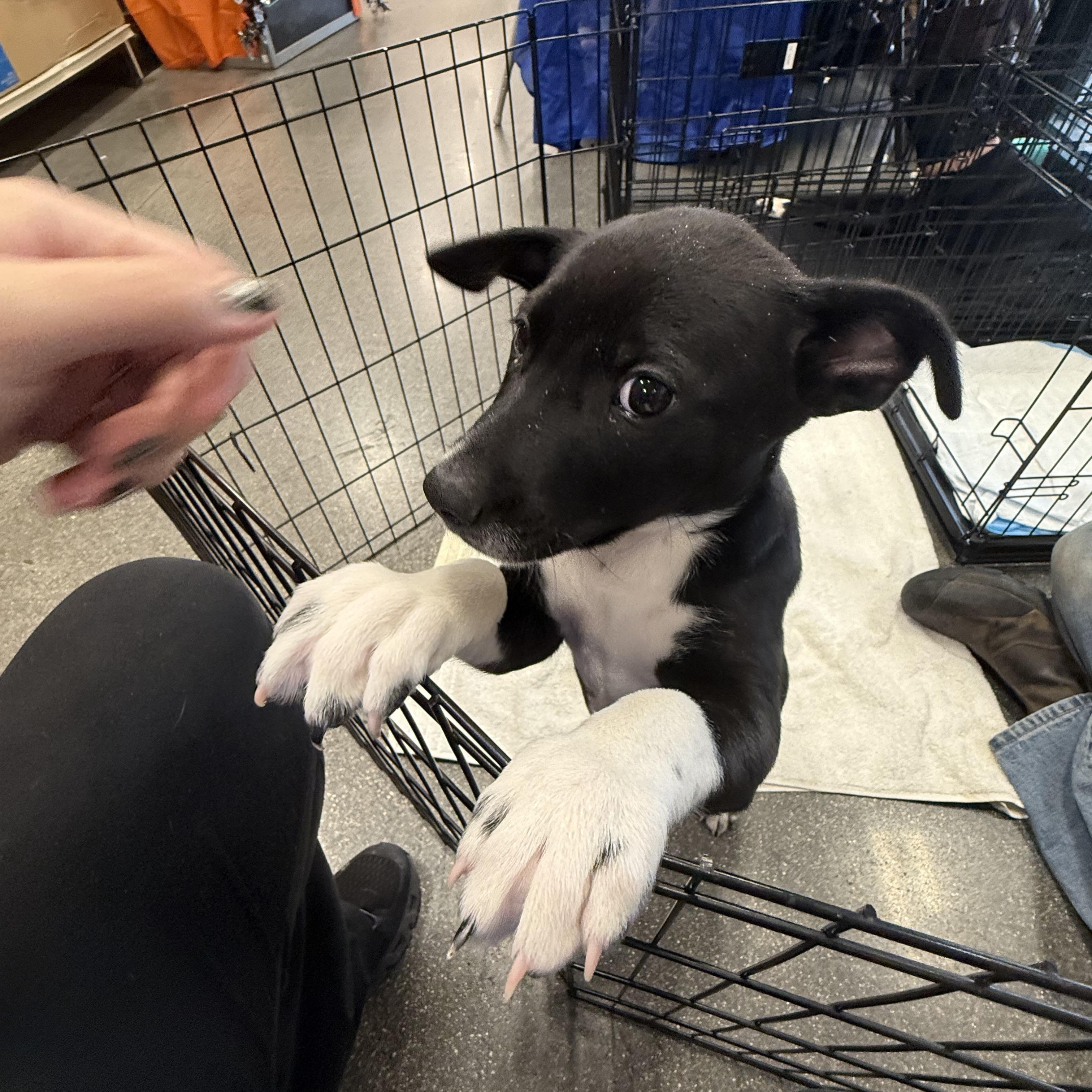 Enlarge Phoebe, a Adoptable mixed breed in Littleton, CO image 3/3