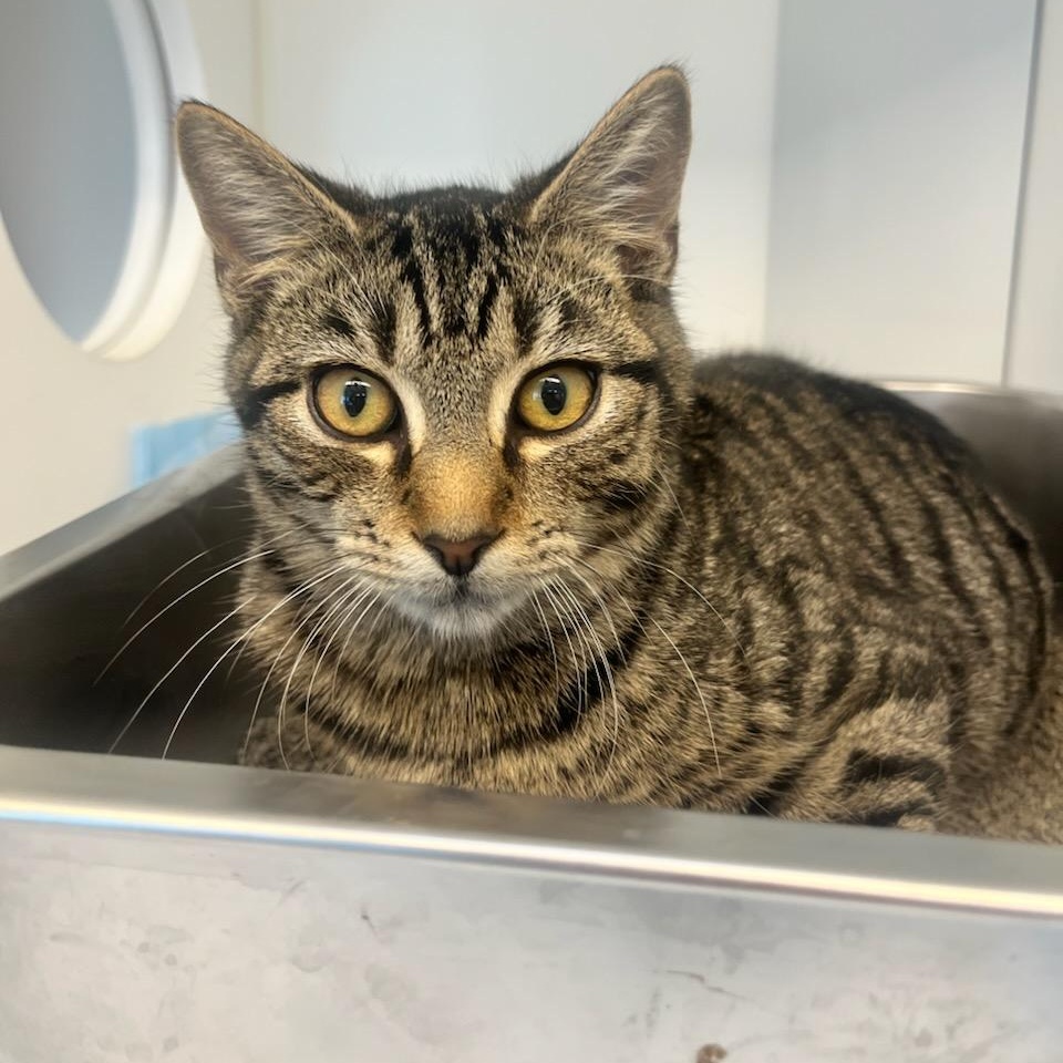 Gobble (ID 49260/3917), Adoptable, Kitten Male Domestic Short Hair.