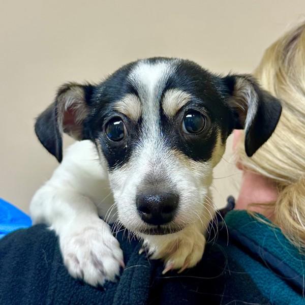 Rooster, Adoptable, Puppy Male Jack Russell Terrier & Chihuahua.