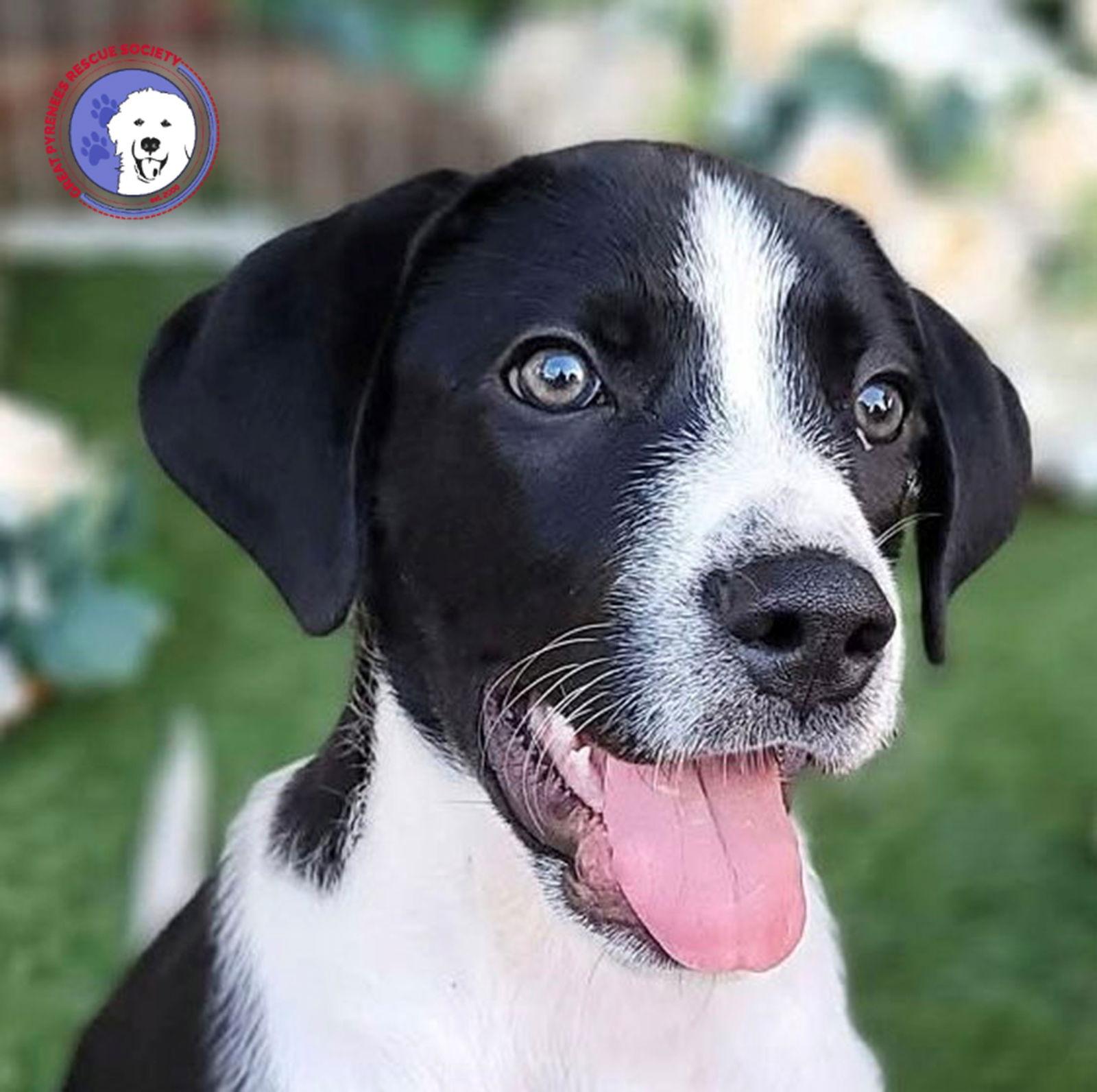 Humphry, a Adoptable mixed breed in Spring, TX image 2/3