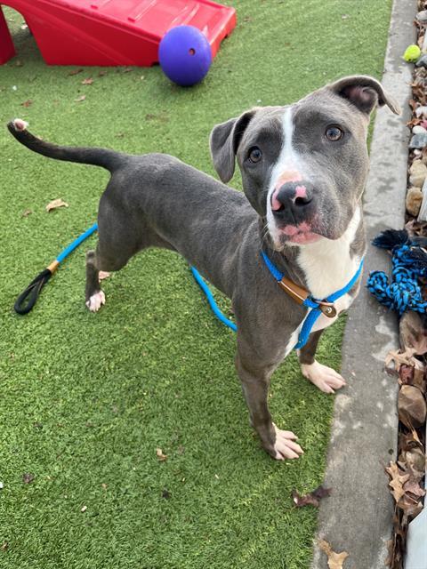 ROONEY, Adoptable, Young Female Terrier & Mixed Breed.