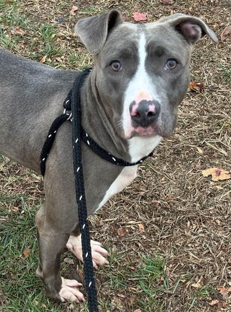 ROONEY, Adoptable, Young Female Terrier & Mixed Breed.
