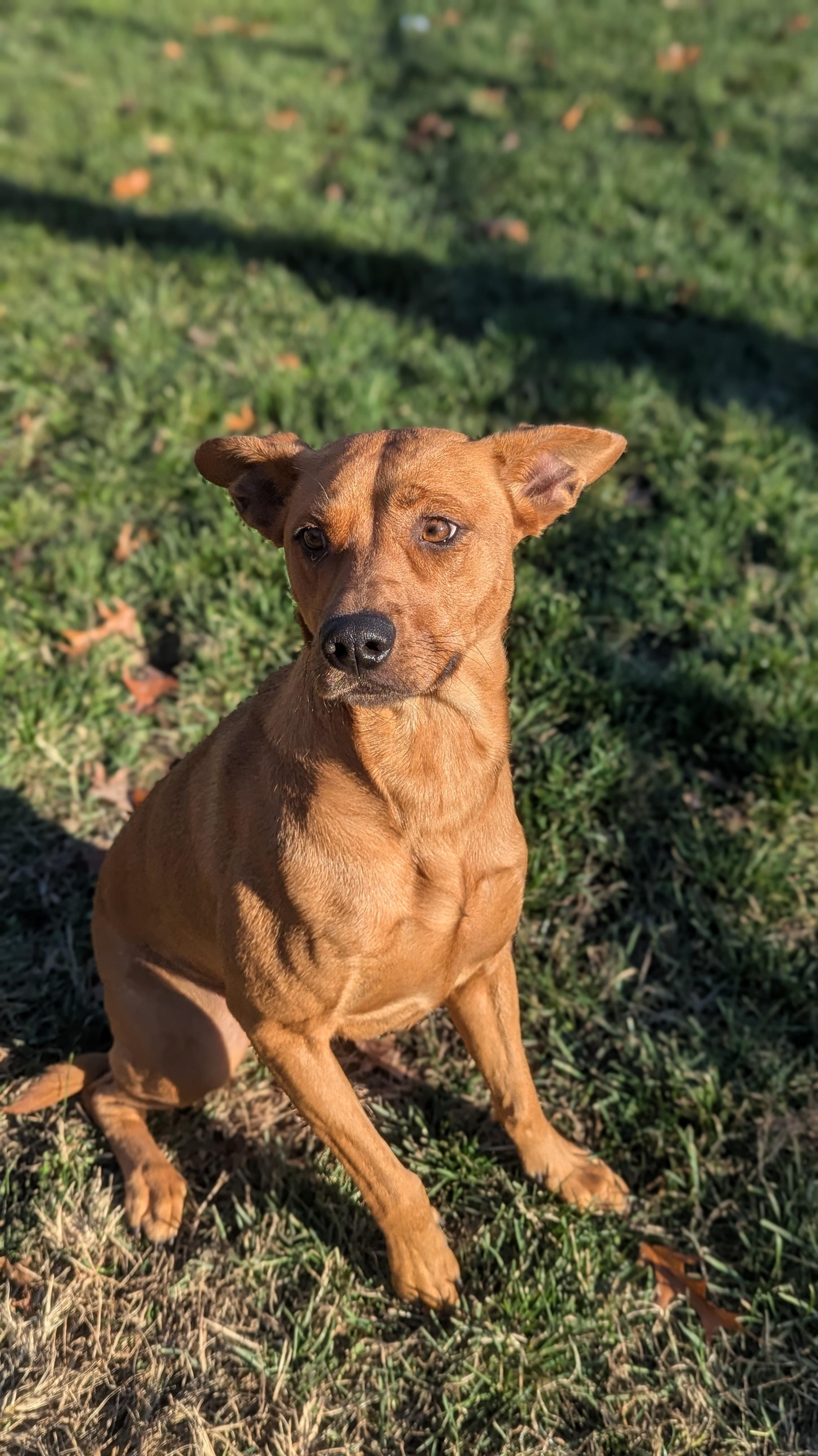 Enlarge Arya, a Adoptable Mixed Breed in Benton Harbor, MI image 5/6