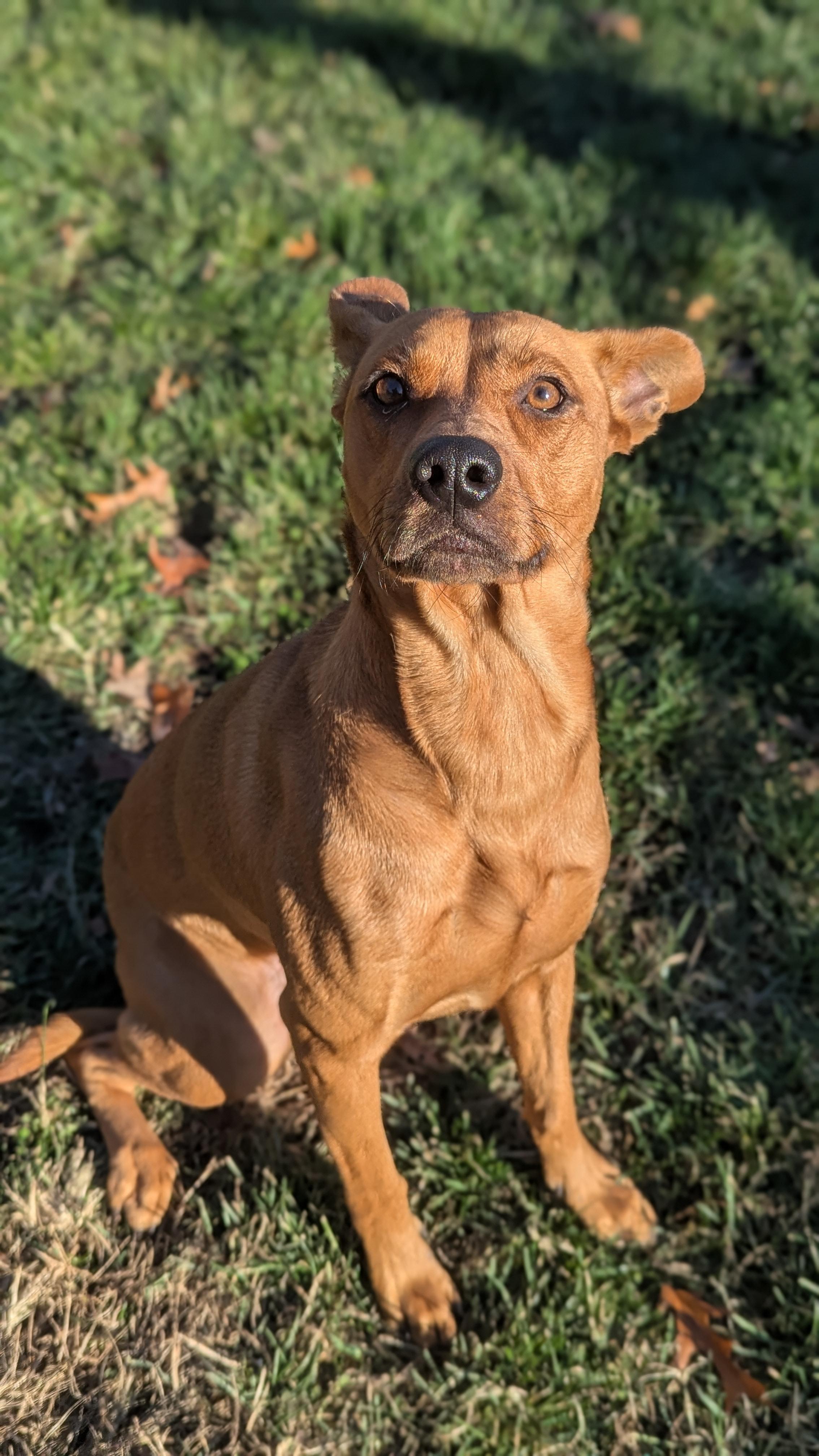 Enlarge Arya, a Adoptable Mixed Breed in Benton Harbor, MI image 3/6