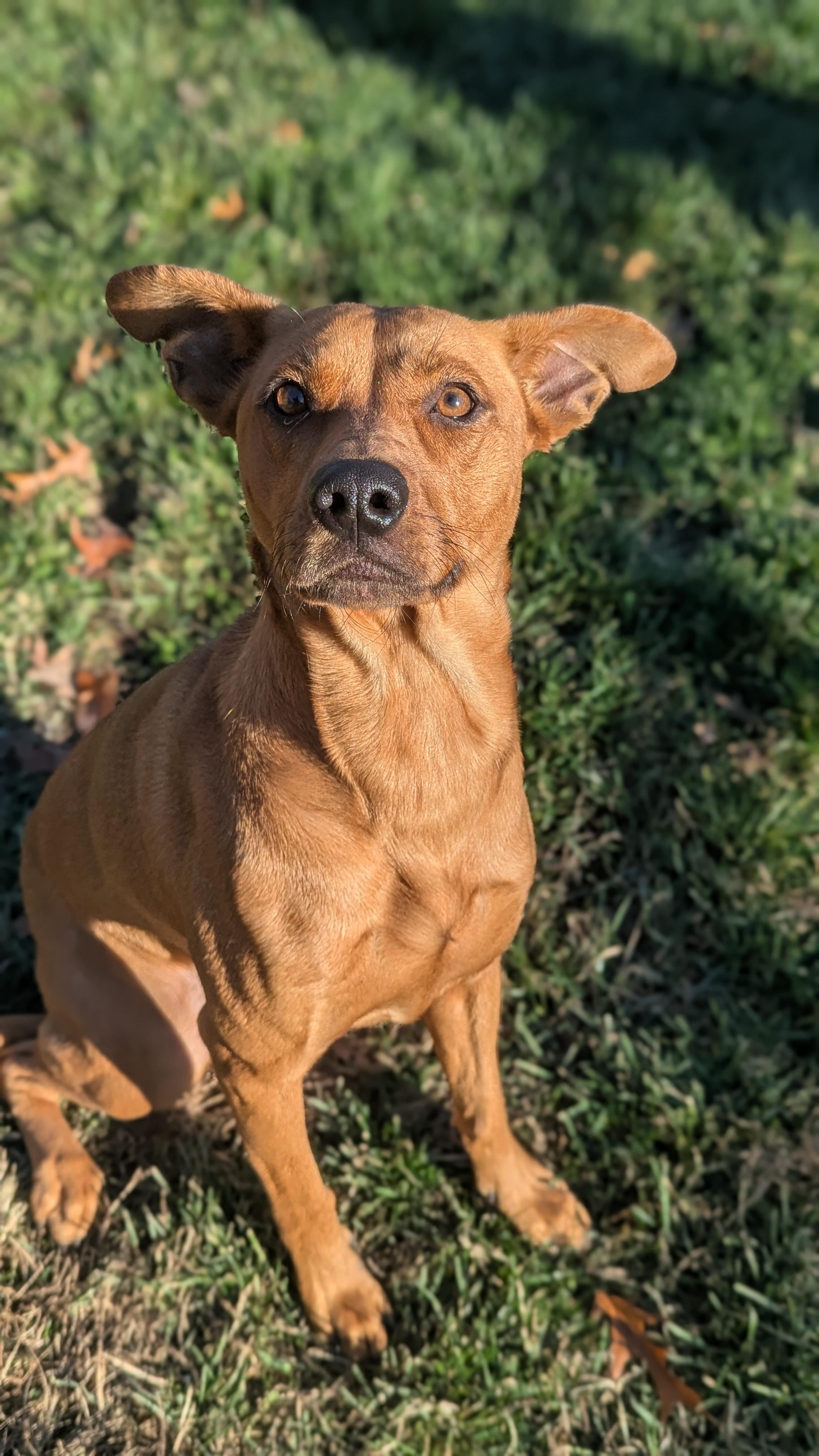 Enlarge Arya, a Adoptable Mixed Breed in Benton Harbor, MI image 4/6