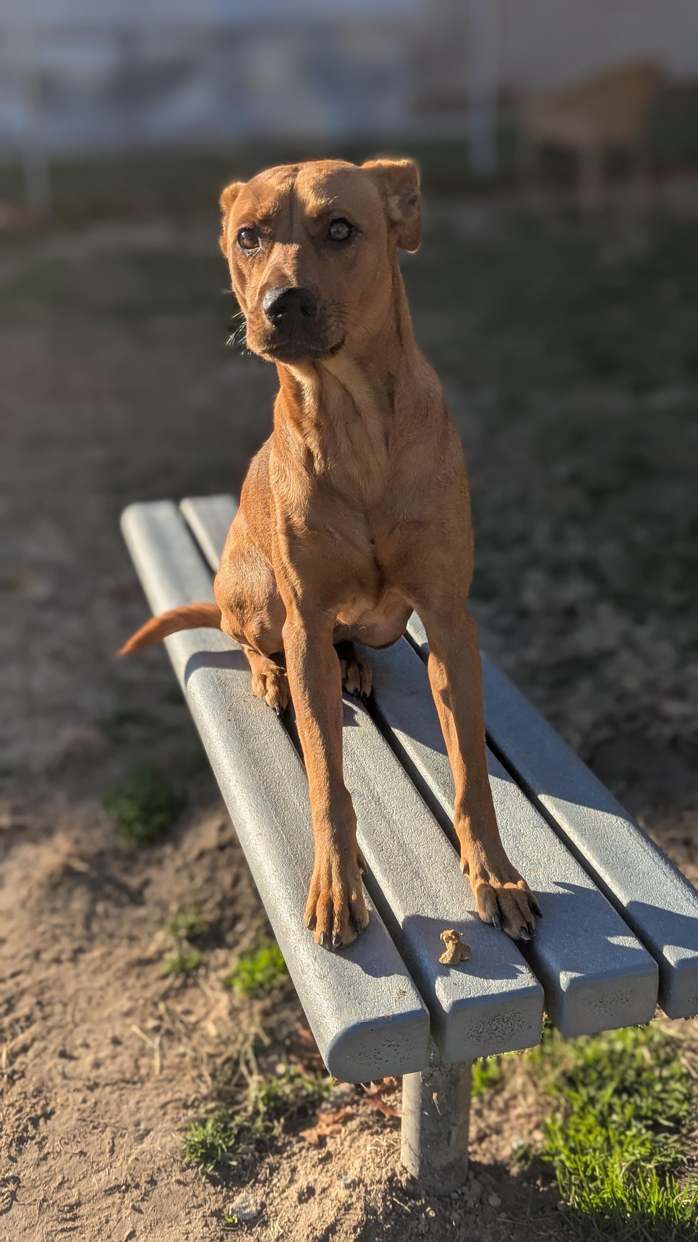 Enlarge Arya, a Adoptable Mixed Breed in Benton Harbor, MI image 6/6