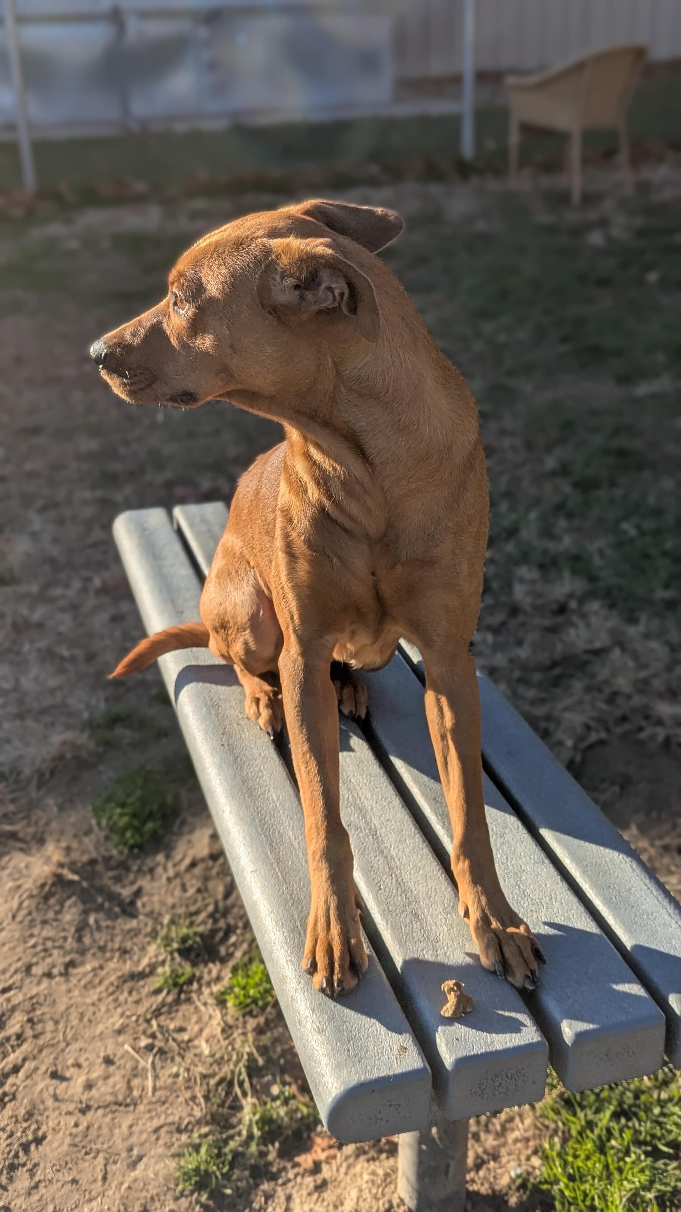 Enlarge Arya, a Adoptable Mixed Breed in Benton Harbor, MI image 2/6