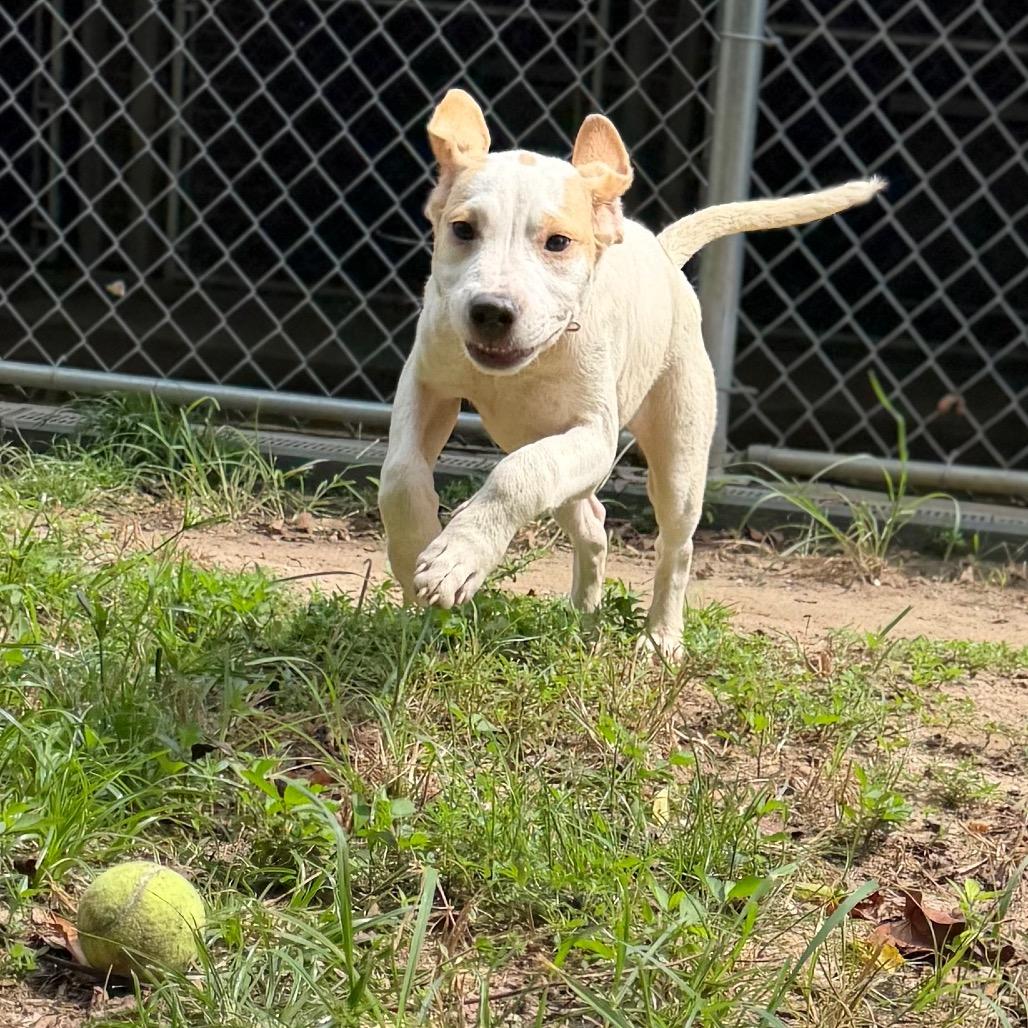 Sookie, Adoptable, Puppy Female Mixed Breed.