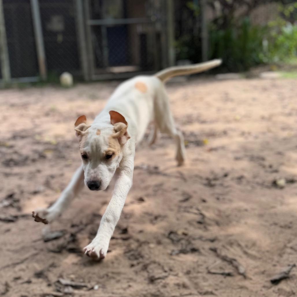 Enlarge Sookie, a Adoptable Mixed Breed in Pensacola, FL image 2/3