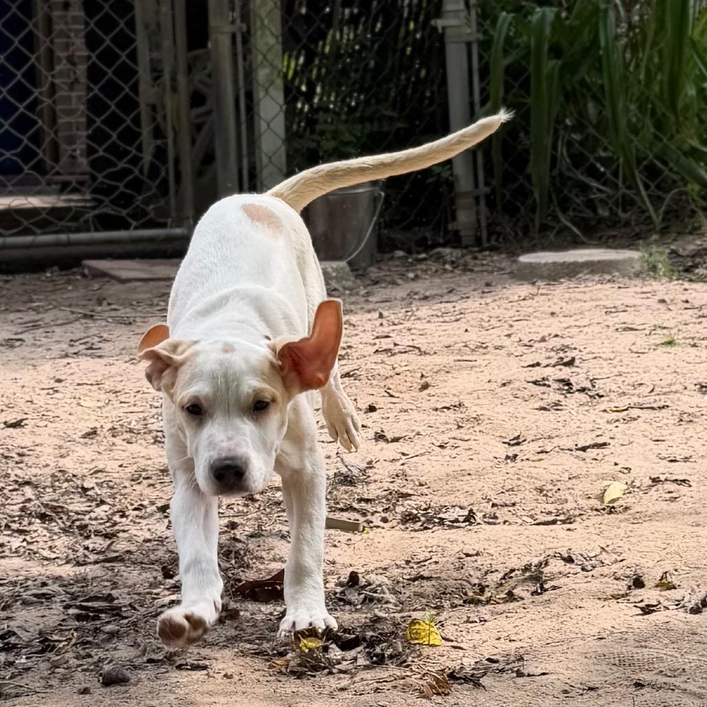 Enlarge Sookie, a Adoptable Mixed Breed in Pensacola, FL image 3/3