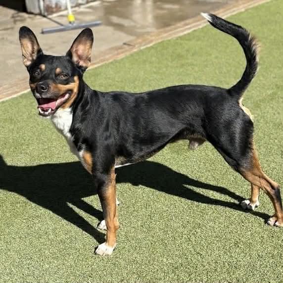 Bixby, an adopted mixed breed in Boulder, CO image 6/6